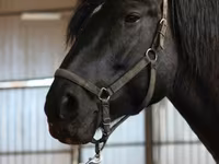 گھوڑی, American shetland pony — تصویر 3