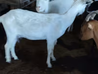 بکری, Saanen goat — تصویر 1