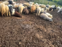 بھیڑ, بھیڑیں — تصویر 1