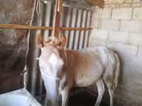 گھوڑا, French Trotter — تصویر 1