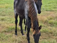 گھوڑی, Rocky Mountain Horse — تصویر 7