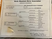 گھوڑی, Rocky Mountain Horse — تصویر 6