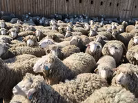 مینڈھا, بھیڑیں — تصویر 5