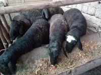 مینڈھا, Rhon sheep — تصویر 1