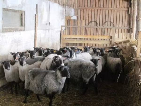 بھیڑ, Romanov sheep
