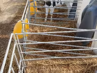 سانڈ, Swiss cattle — تصویر 3