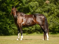 گھوڑی, American paint horse — تصویر 7