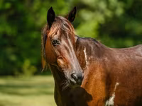 گھوڑی, American paint horse — تصویر 5