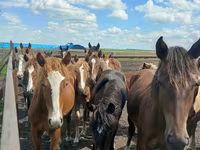 گھوڑی, Horse breed — تصویر 8