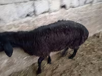 مینڈھا, بھیڑیں — تصویر 8