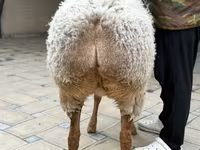 بھیڑ, Awassi sheep — تصویر 6