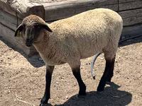 مینڈھا, Hampshire sheep — تصویر 2
