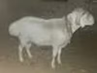 مینڈھا, Rhon sheep — تصویر 7
