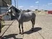 گھوڑی, Orlov Trotter — تصویر 5