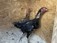 Chickens — تصویر 7
