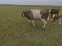 سانڈ, Russian Black pied cattle — تصویر 4