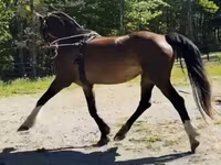 گھوڑی, Dutch warmblood horse — تصویر 8