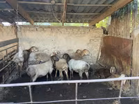 بھیڑ, Rhon sheep — تصویر 1