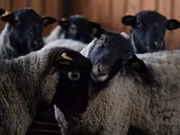 مینڈھا, Romanov sheep — تصویر 1