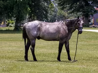 گھوڑا, Quarter Horse — تصویر 4