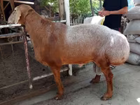 مینڈھا, بھیڑیں — تصویر 1