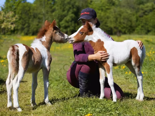 گھوڑا, American shetland pony
