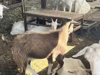 بکری, LaMancha goats — تصویر 3