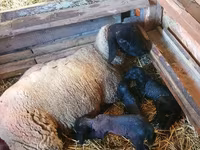 مینڈھا, Dorper sheep — تصویر 3