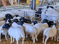 مینڈھا, Dorper sheep — تصویر 2
