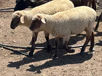 مینڈھا, Hampshire sheep — تصویر 4