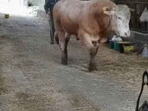 سانڈ, Blonde d’Aquitane cattle