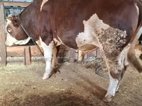 سانڈ, Simmental cattle — تصویر 4