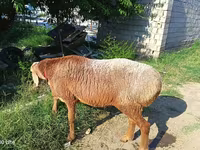 مینڈھا, Agin sheep — تصویر 1