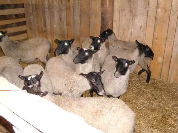بھیڑ, Romanov sheep