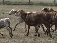 مینڈھا, Hissar sheep — تصویر 5