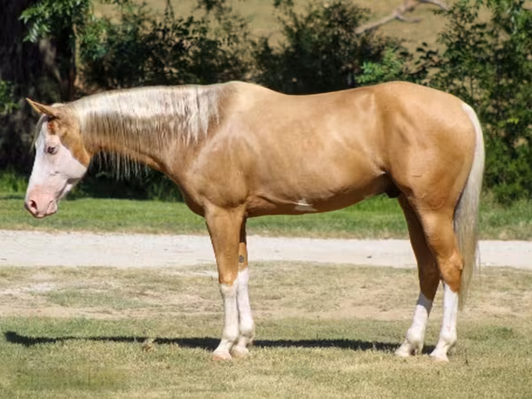 گھوڑا, Palomino