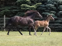گھوڑا, Rocky Mountain Horse — تصویر 2