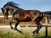 گھوڑی, Horse breed — تصویر 1