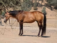گھوڑا, Quarter Horse — تصویر 8