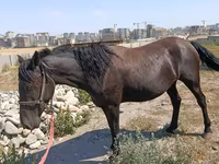 گھوڑی, Skyros Pony — تصویر 1