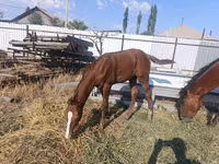 گھوڑی, Thoroughbred horse — تصویر 3