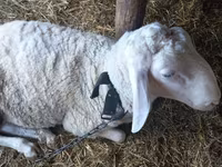 مینڈھا, Awassi sheep — تصویر 2