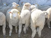مینڈھا, Kuibyshev sheep — تصویر 2