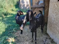 بکری, Kamori goats — تصویر 3