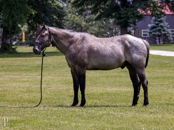 گھوڑا, Quarter Horse