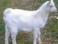 بکرا, Saanen goat — تصویر 1