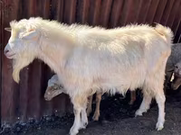 بکرا, Saanen goat — تصویر 2