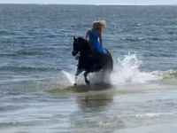 گھوڑی, Quarter Horse — تصویر 5