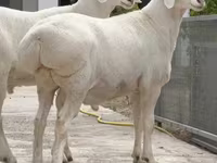 مینڈھا, بھیڑیں — تصویر 1