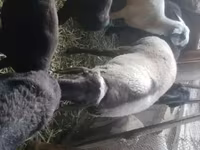مینڈھا, Rhon sheep — تصویر 4